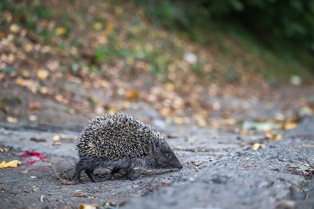 重大的打击 重大的打击