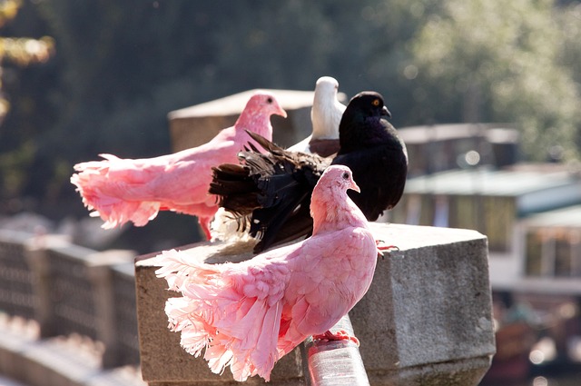 王燊超担任 王燊超担任