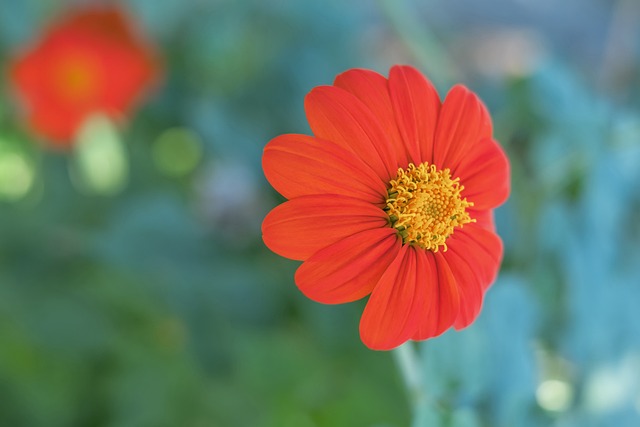 多场焦点对 多场焦点对